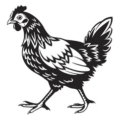Black and white hen struts confidently forward with detailed feathering in a image