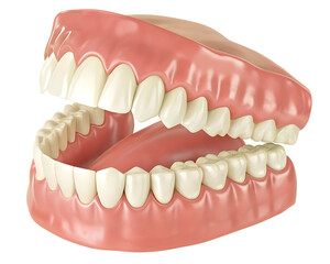 Obraz premium Realistic 3D render of human teeth and gums, full dental anatomy model isolated on transparent background.PNG