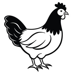 Black and white hen stands calmly to the right within a farmyard setting