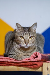 A cat is comfortably laying on a soft pink blanket placed on a wooden table