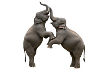 Isolated Pair of Asian Elephants Engaging in Playful Interaction