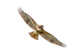 Isolated Red-Tailed Hawk Flying Bird Prey Wingspan
