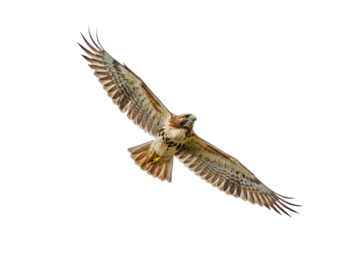 Isolated Red-Tailed Hawk Flying Bird Prey Wingspan