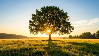 Majestic Oak Tree Sunrise in Serene Meadow Peaceful Nature Landscape Photography.