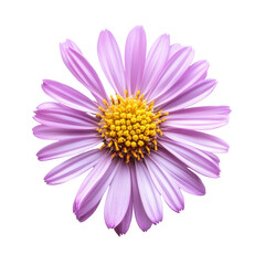Obraz premium Aster, Symbol of Elegance, Love Serenity in Every Bloom, isolated on transparent background