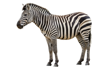 Isolated Majestic Zebra Standing Tall