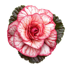 Fototapeta premium Begonia Rex, Hand Holding Begonia Rex Merry Christmas, isolated on transparent background