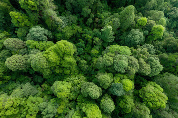 dense rainforest in armenia at high noon captured from topdown perspective