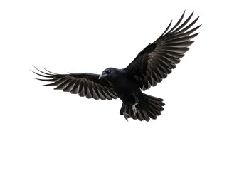 Fototapeta premium Isolated Raven in Flight with Spread Wings
