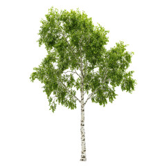 Birch, Spring in the birch grove, isolated on transparent background