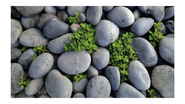 Green seedlings sprouting between smooth gray stones, macro close up view highlighting delicate plant growth against neutral transparent background