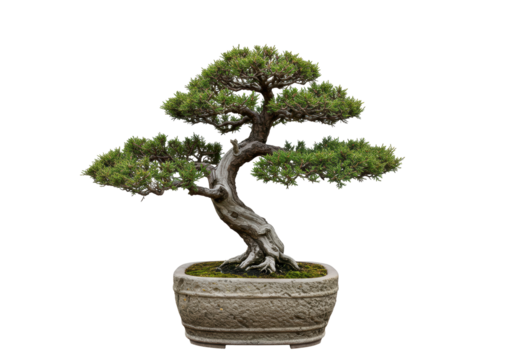 Isolated Artistic Bonsai Tree in Stone Pot