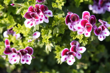 Pelargonium „Angels Perfume“ Geraniaceae family. Hanover Berggarten, Germany.