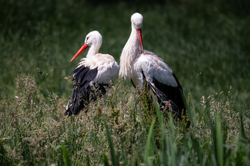 zwei Weißstörche im hohen Gras