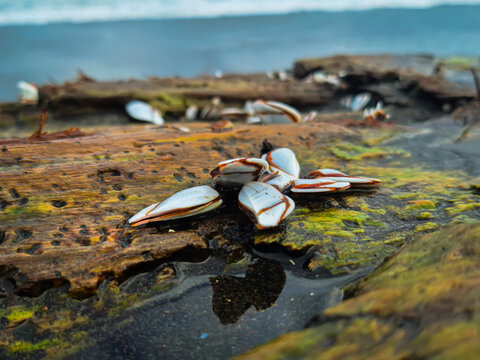Close-up shot of goose barnacles attached to weathered driftwood on a sandy beach.