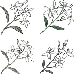 lily of the valley isolated on white