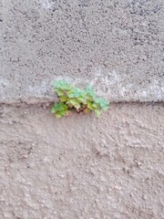 wild plant on a wall