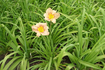 2 light beige flowers of Hemerocallis fulva in June