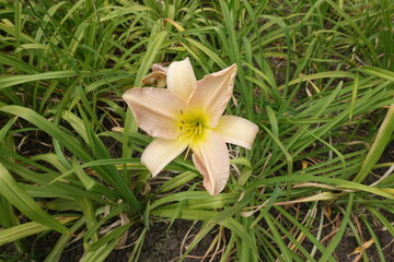 Light beige flower of Hemerocallis fulva in in mid July