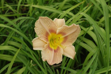 One beige flower of Hemerocallis fulva in June
