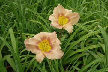 Two pastel beige flowers of Hemerocallis fulva in June