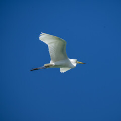 white heron in flight