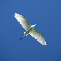 bird in flight