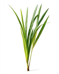 Close-up of vibrant green plant with slender leaves