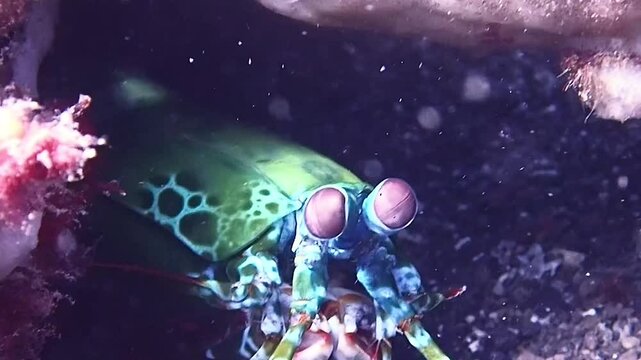 Colorful Peacock Mantis Shrimp Hiding in Coral Reef