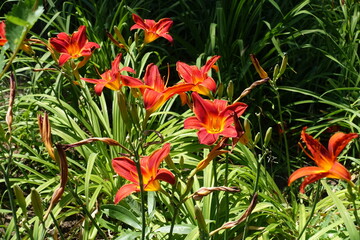 Hemerocallis fulva with multiple red flowers in July