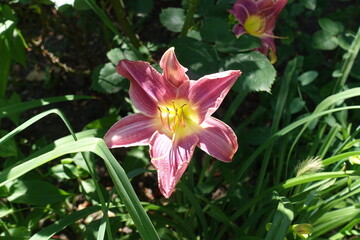 Rose pink flower of Hemerocallis fulva in July