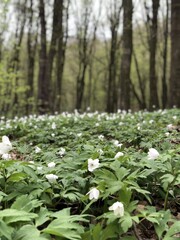 Blooming white flowers blanket the forest floor in springtime forest setting