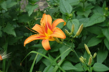 Fototapeta premium Buds and one orange flower of Hemerocallis fulva in June