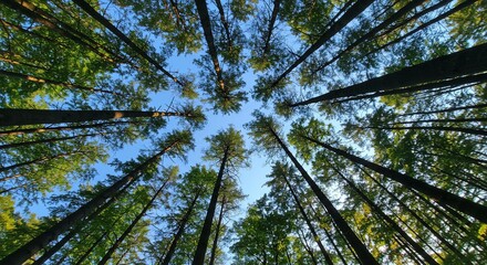 Fototapeta premium Upward View of Tall Trees Against a Blue Sky