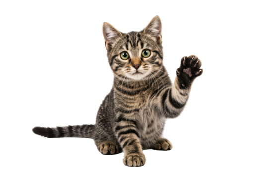 Isolated Kitten Paw Waving Cute and Playful