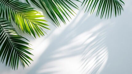 Minimalist white wall with palm leaf shadows background, abstract light texture design for product display, e-commerce visuals, digital media or web banners in natural flat style