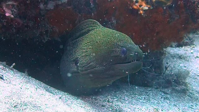 Green Moray Eel Hiding in Coral Reef Cave
