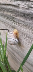 Cepaea hortensis (Gastropoda) (Pulmonata) (Helicidae) sleeping on a wooden fence