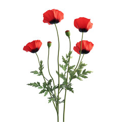 Obraz premium Red Poppies Flowers on Stems with Green Leaves on Transparent Background.