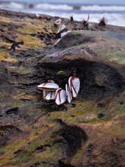 Fototapeta premium Goose barnacles (Lepas anatifera) attach to a mossy log. This marine life scene highlights coastal biodiversity on a beach find, showcasing ocean ecosystem