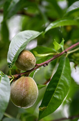 Macro shot of two young peaches nestled under green foliage on a tree. Captures a natural moment in fruit development, ideal for themes related to gardening, agriculture, or organic food production.