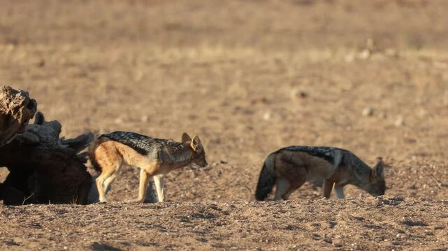 A black-backed jackal peeing on a fallen log before following his partner, Tuli Botswana.