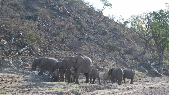 A herd of African elephants standing at the foot of a rocky hill in the dry landscape of Tuli, Botswana.