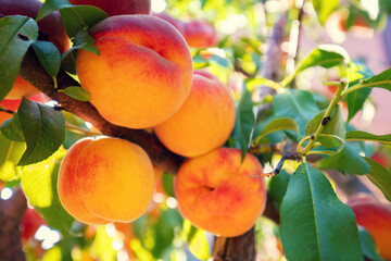 Peaches on a branch in the garden. Nature background. Harvest of ripe peaches