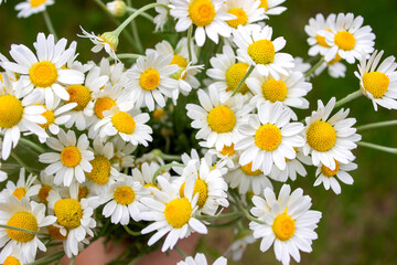 Fototapeta premium Chamomile Essential Oil Bottle with Fresh Flowers