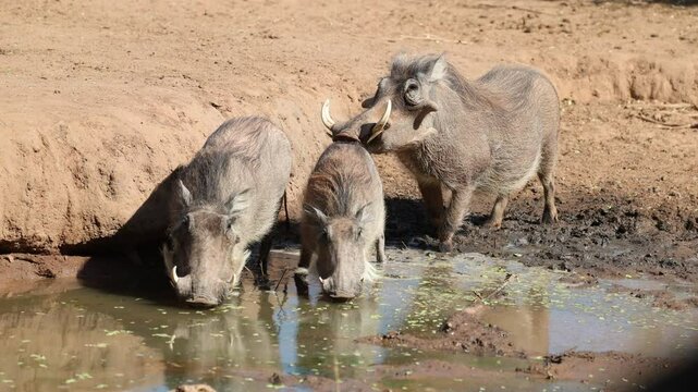 Wide shot of a female warthog drinking with her young while a male warthog is smelling the rear end, Tuli Botswana.