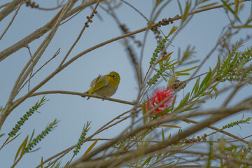Oriental white eye on red bottle brush tree