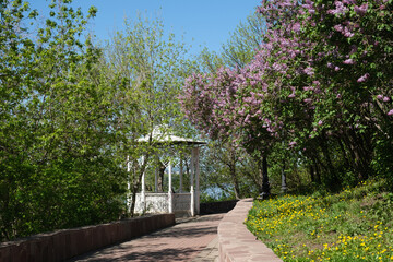 Russia. City of Ufa. Blooming lilacs in Salavat Yulaev Park