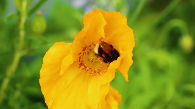 Bumblebee collecting pollen from a yellow Welsh poopy stock footage