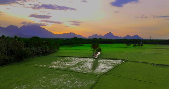 Beautiful landscape growing Paddy rice field with mountain and sky background in Nagercoil. Tamil Nadu